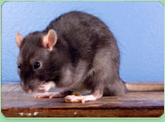 rat control Ashby De La Zouch