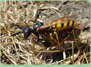 wasp control Ashby De La Zouch